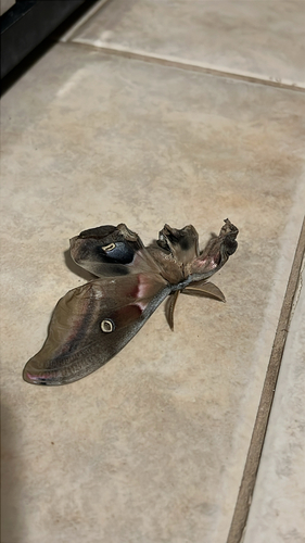 Polyphemus Moth