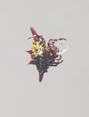 Gasteracantha diadesmia