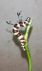 Tinolius eburneigutta