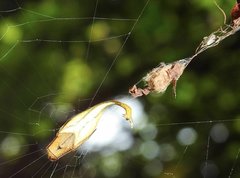 Arachnura melanura