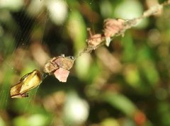 Arachnura melanura