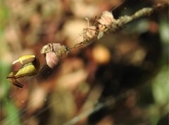 Arachnura melanura