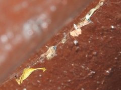 Arachnura melanura