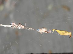 Arachnura melanura
