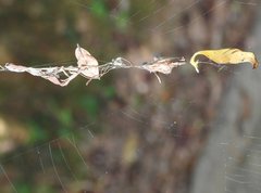 Arachnura melanura