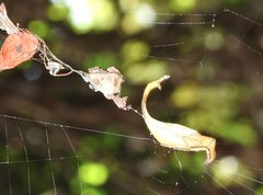 Arachnura melanura