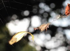 Arachnura melanura