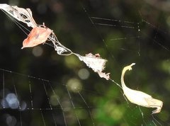 Arachnura melanura