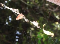 Arachnura melanura