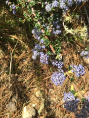 Ceanothus gloriosus porrectus