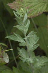 Artemisia koidzumii