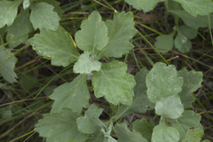 Artemisia koidzumii