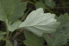 Artemisia koidzumii