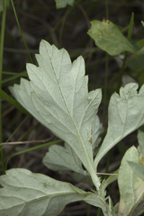 Artemisia koidzumii