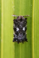 Elasmoscelis perforata