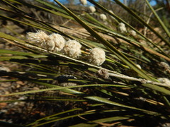 Lomandra leucocephala