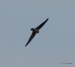 Aerodramus pelewensis