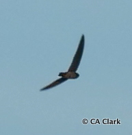 Aerodramus pelewensis