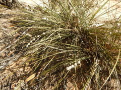 Lomandra leucocephala