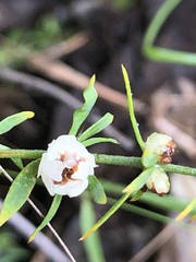 Pollichia campestris, photograph (c) Tam, some rights reserved (CC BY-SA)