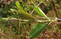 Cryptolepis buchananii