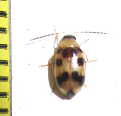 Afromaculepta decemmaculata