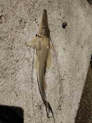 Sturgeon Catfish photo 2
