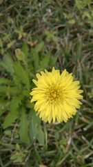 Pyrrhopappus carolinianus
