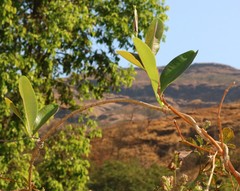 Cryptolepis buchananii
