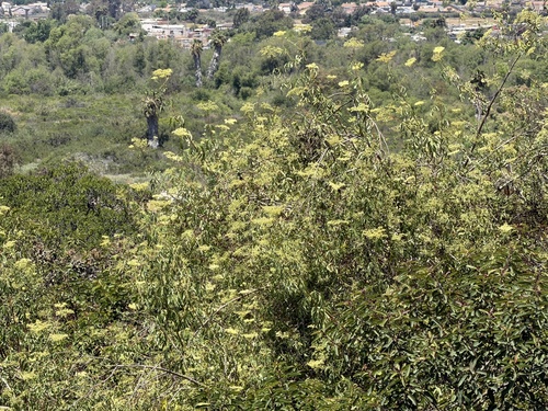 Sambucus mexicana