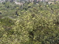 Sambucus mexicana
