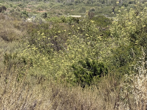Sambucus mexicana, photograph 1
