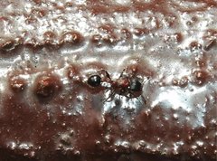 Dilobocondyla fouqueti