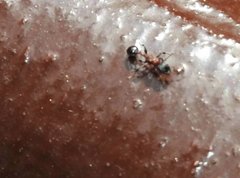 Dilobocondyla fouqueti