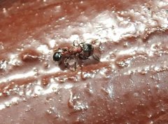Dilobocondyla fouqueti