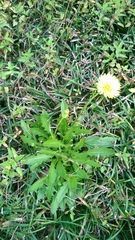 Pyrrhopappus carolinianus