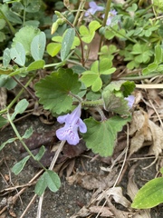 Glechoma grandis