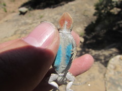 Urosaurus ornatus wrighti
