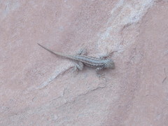 Sceloporus graciosus graciosus