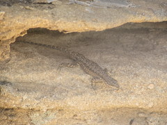 Urosaurus ornatus wrighti