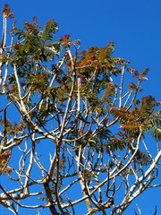 Ailanthus triphysa