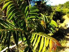 Ailanthus triphysa