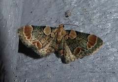 Chloroclystis lichenodes