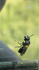 Hylaeus nubilosus