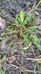 Taraxacum officinale