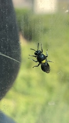 Hylaeus nubilosus