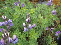 Lupinus pubescens