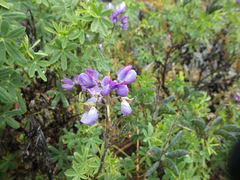 Lupinus pubescens