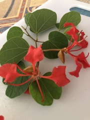 Bauhinia galpinii