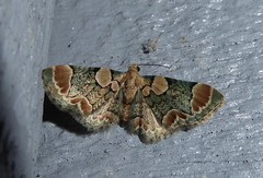 Chloroclystis lichenodes